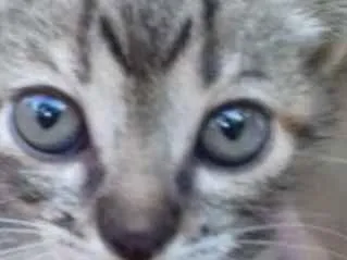 Gato raça Srd idade 2 a 6 meses nome Sem nome