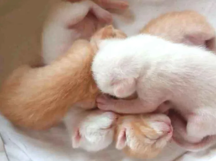 Gato ra a  idade Abaixo de 2 meses nome Sem Nome