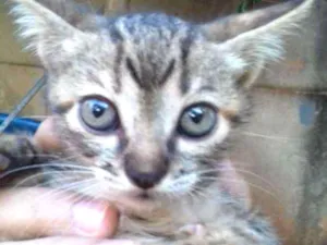 Gato raça Srd idade 2 a 6 meses nome Sem nome