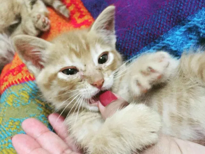 Gato ra a  idade Abaixo de 2 meses nome Laranjinhas