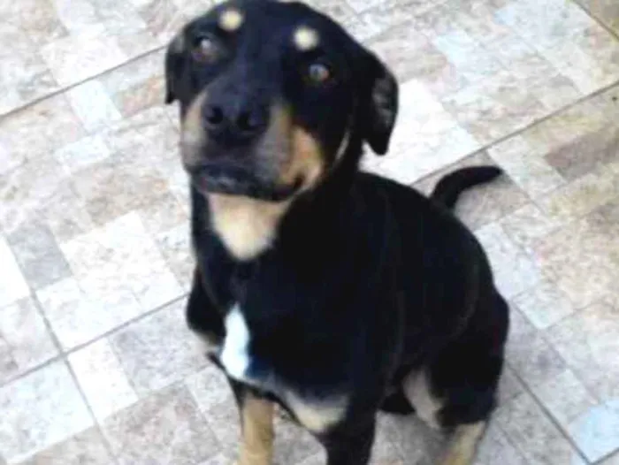 Cachorro ra a Rotweiller e Labrador idade 2 anos nome Gold