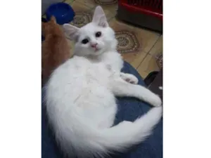 Gato raça SRD idade 7 a 11 meses nome Analu