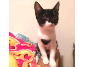 Gato raça SRD idade 7 a 11 meses nome Help