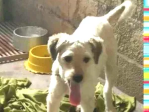 Cachorro raça Mistura de goldendodle com pin idade 2 anos nome Thor