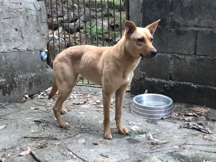 Cachorro ra a SRD idade 1 ano nome Morena