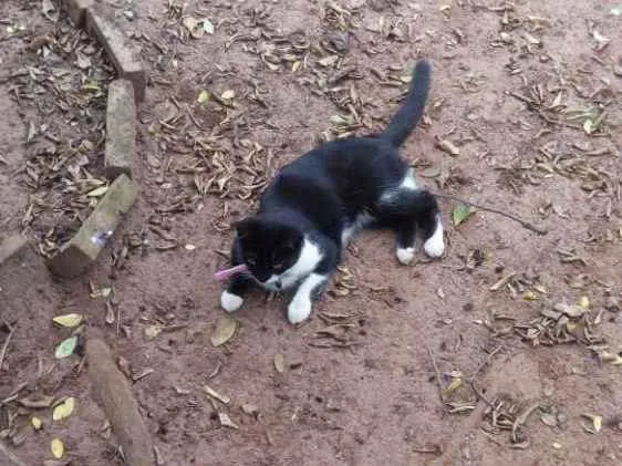 Gato ra a Vira-lata idade 1 ano nome Braum
