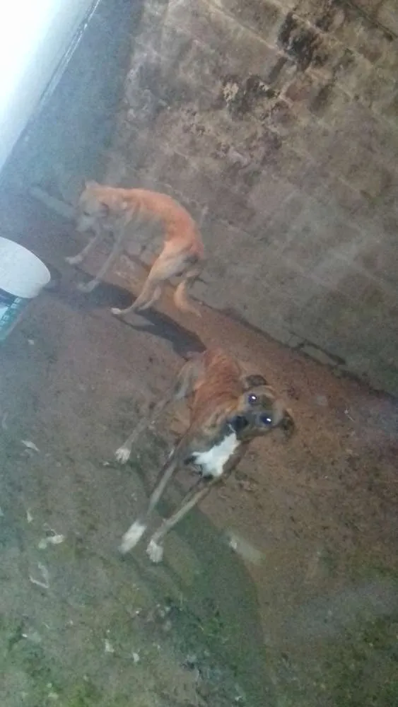 Cachorro raça Srd idade 4 anos nome São de rua