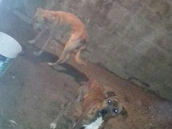 Cachorro raça Srd idade 4 anos nome São de rua
