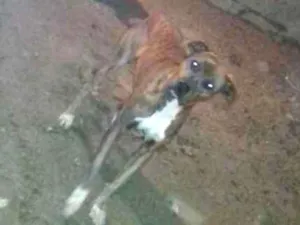 Cachorro raça Srd idade 4 anos nome São de rua