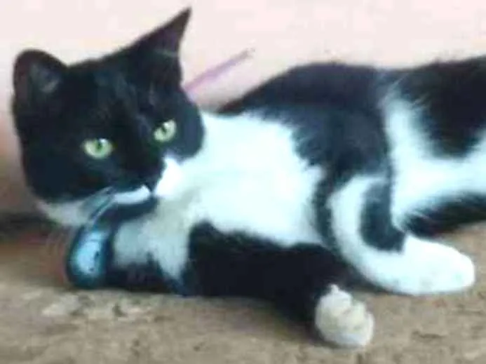 Gato ra a Vira-lata idade 1 ano nome Braum