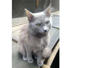 Gato raça  idade 2 anos nome Cinza peluda