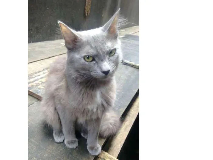 Gato ra a  idade 2 anos nome Cinza peluda