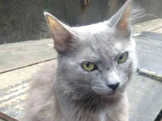 Gato ra a  idade 2 anos nome Cinza peluda