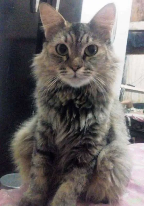 Gato ra a  idade 2 anos nome Tigrada peluda