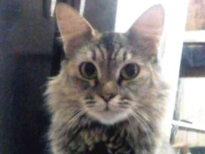 Gato raça  idade 2 anos nome Tigrada peluda