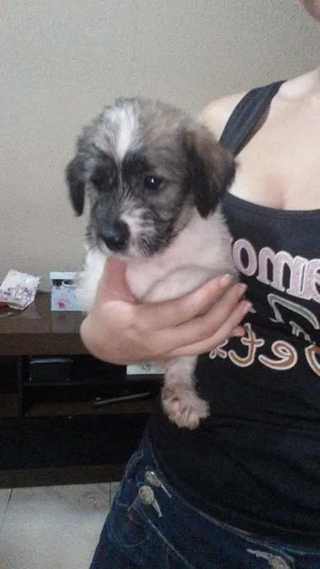 Cachorro raça Shitzu misturado idade Abaixo de 2 meses nome Kronk