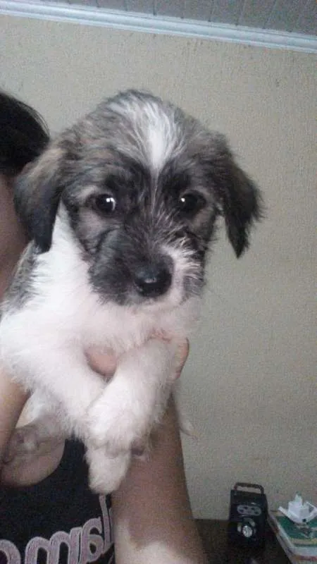 Cachorro raça Shitzu misturado idade Abaixo de 2 meses nome Kronk