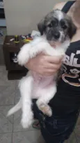 Kronk