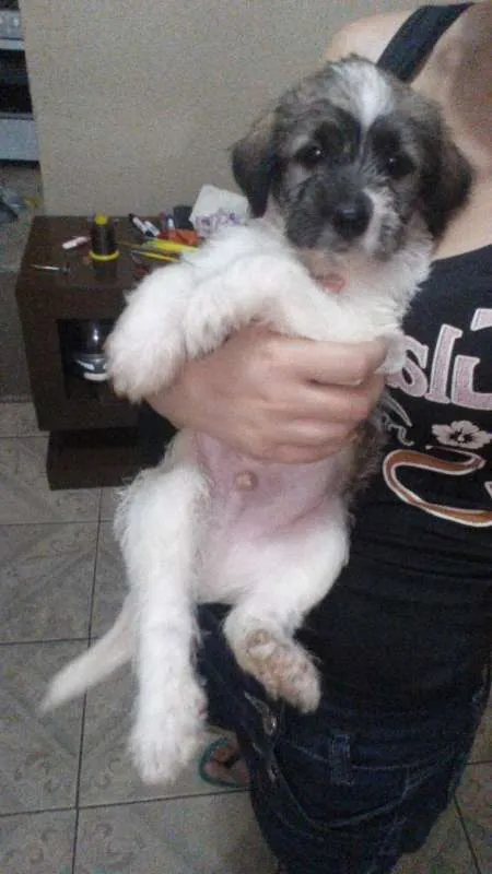 Cachorro raça Shitzu misturado idade Abaixo de 2 meses nome Kronk