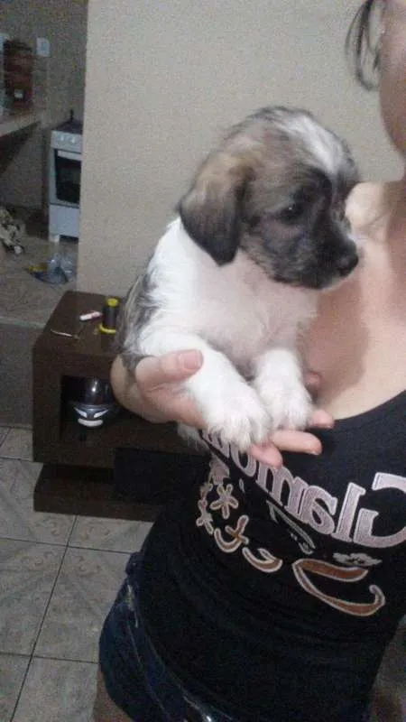Cachorro raça Shitzu misturado idade Abaixo de 2 meses nome Kronk