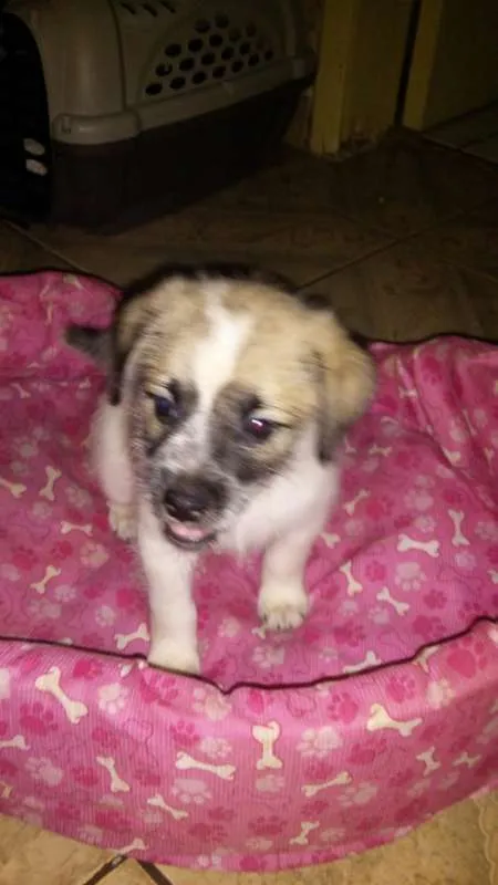 Cachorro raça Shitzu misturado idade Abaixo de 2 meses nome Cosmo