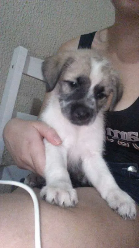Cachorro raça Shitzu misturado idade Abaixo de 2 meses nome Cosmo