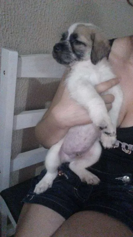 Cachorro raça Shitzu misturado idade Abaixo de 2 meses nome Cosmo