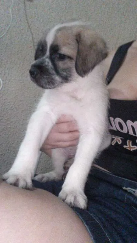 Cachorro raça Shitzu misturado idade Abaixo de 2 meses nome Cosmo