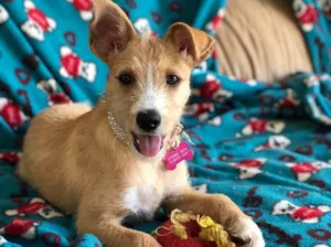 Cachorro raça Srd idade  nome Margarida