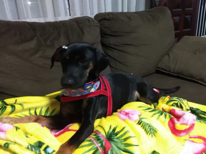 Cachorro raça Srd idade 7 a 11 meses nome Estela