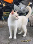 Lola (castrada) 