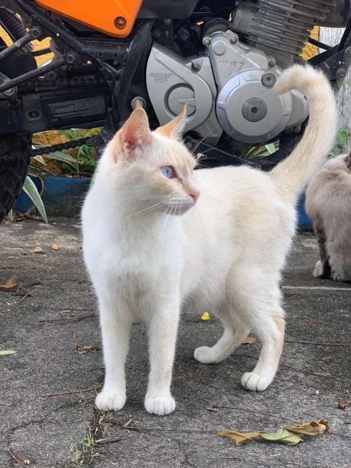 Gato ra a Srd idade 3 anos nome Lola (castrada) 