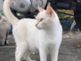 Lola (castrada) 