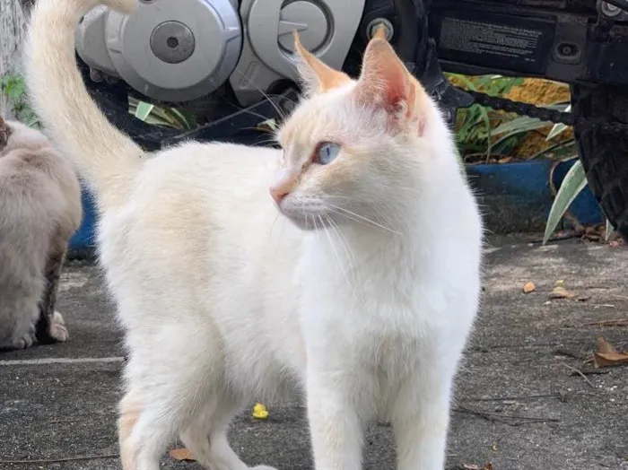 Gato ra a Srd idade 3 anos nome Lola (castrada) 