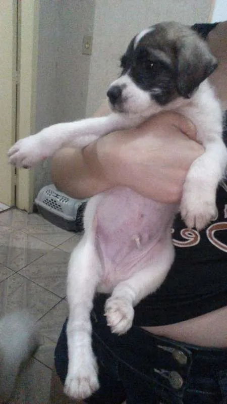 Cachorro raça Shitzu misturado idade Abaixo de 2 meses nome Nemo