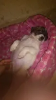 Nemo