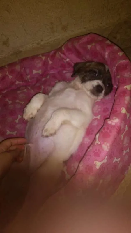 Cachorro raça Shitzu misturado idade Abaixo de 2 meses nome Nemo
