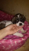 Nemo