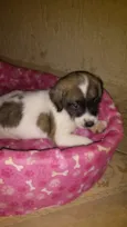 Nemo