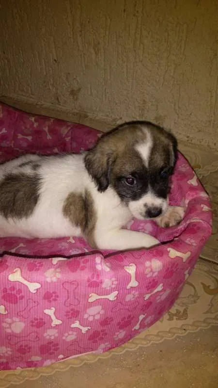Cachorro raça Shitzu misturado idade Abaixo de 2 meses nome Nemo