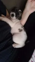 Nemo
