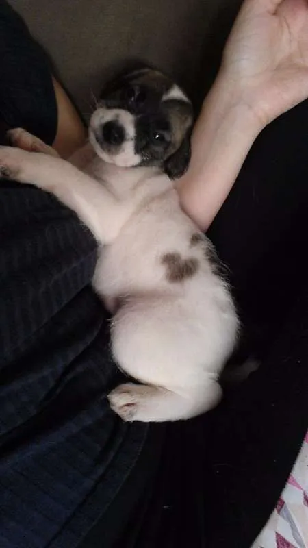 Cachorro raça Shitzu misturado idade Abaixo de 2 meses nome Nemo