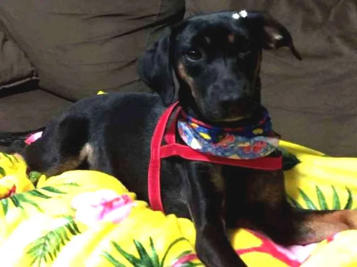 Cachorro raça Srd idade 7 a 11 meses nome Estela