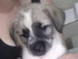 Cosmo