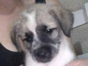 Cachorro raça Shitzu misturado idade Abaixo de 2 meses nome Cosmo