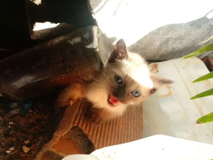 Gato raça Srd idade Abaixo de 2 meses nome Sem nome