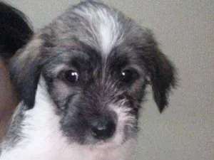 Cachorro raça Shitzu misturado idade Abaixo de 2 meses nome Kronk