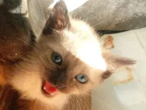 Gato raça Srd idade Abaixo de 2 meses nome Sem nome