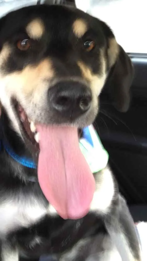 Cachorro ra a Vira-lata  idade 7 a 11 meses nome Spaike