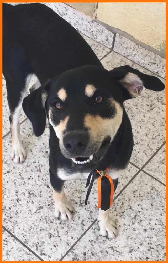 Cachorro ra a Vira-lata  idade 7 a 11 meses nome Spaike
